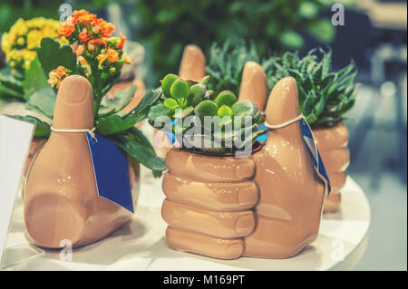 Giovani piante succulente sono di giada e piccole piante fiorite in vasi di ceramica nel mercato dei fiori. Foto Stock