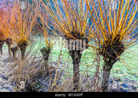 Osier, Salix viminalis, salici pollardi, utilizzati per il basketry, l'agricoltura di osieri salici Foto Stock