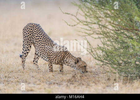 Ghepardo (Acinonyx jubatus), preleva il profumo in corrispondenza di una bussola, Nxai Pan National Park, Ngamiland distretto, Botswana Foto Stock