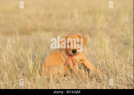 Il Labrador retriever giallo, cucciolo, 7 settimane Foto Stock