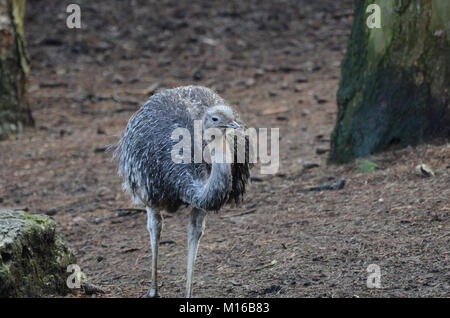 Darwins Rhea guarda attentamente alla fotocamera. Foto Stock