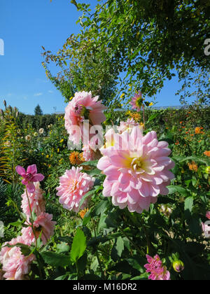 Rosa pallido dalia fiori nel giardino di Monet Foto Stock