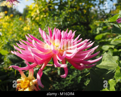 Rosa e giallo Dahlia a Giverny Francia Foto Stock