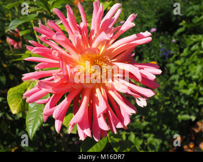 Grande rosa e giallo Dahlia al giardino di Monet a Giverny Francia Foto Stock