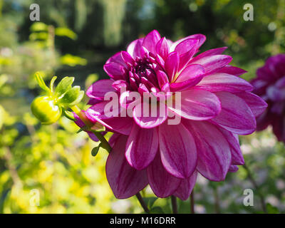 Arancio brillante e fiore giallo e al giardino di Monet a Giverny, Francia Foto Stock