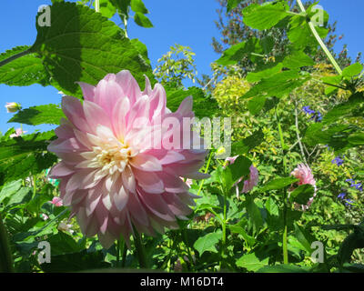 Rosa pallido Dahlia al giardino di Monet a Giverny Francia Foto Stock