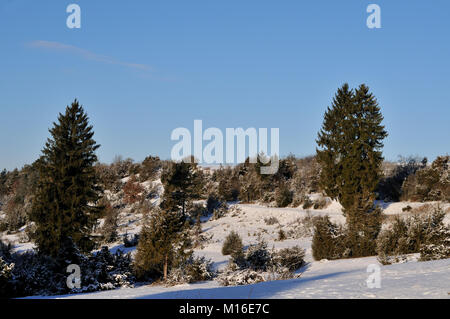 Il ginepro brughiera in inverno Foto Stock