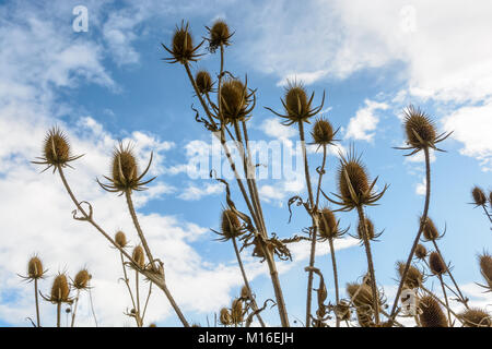 Vista dal basso di un gruppo di secco thistle capi contro il cielo blu con nuvole bianche. Foto Stock