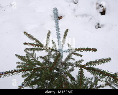 Alberi e il rivestimento chimico (Picea abies), piantine di alberi forestali,trattamento chimico di piante legnose Foto Stock