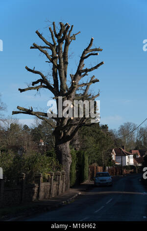 Una ben equilibrata potatura pesante per una grande quercia in inglese. Foto Stock