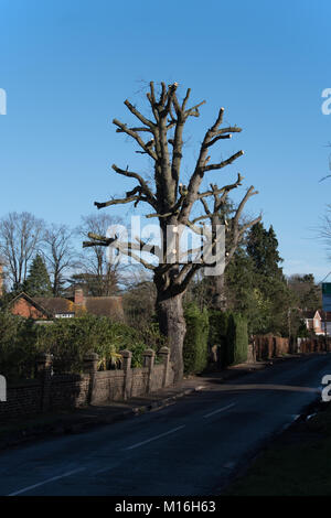 Una ben equilibrata potatura pesante per una grande quercia in inglese. Foto Stock