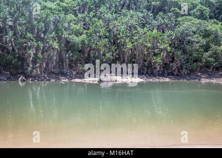 La foresta tropicale e il fiume con la bassa marea immagine. Sun pezzata palme a bordo del fiume. Foto Stock