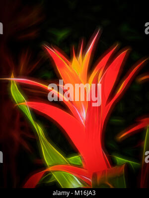 Primo piano della luminosa colorata di rosso e di giallo tropicale impianto Bromeliad Foto Stock