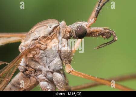 Close up foto macro di un Cranefly a.k.a. Daddy Long Legs (Tipula sp.) testa e torace dettaglio. Cahir, Tipperary, Irlanda. Foto Stock