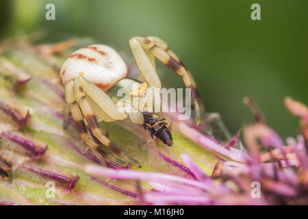 Il ragno granchio (Misumena vatia) ubicazione su un thistle con la sua preda. Thurles, Tipperary, Irlanda. Foto Stock