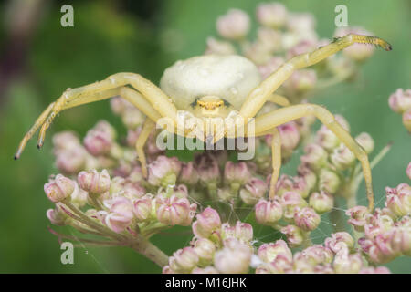 Vista frontale di un ragno granchio (Misumena vatia) in modo difensivo in appoggio su un umbellifer. Cahir, Tipperary, Irlanda. Foto Stock