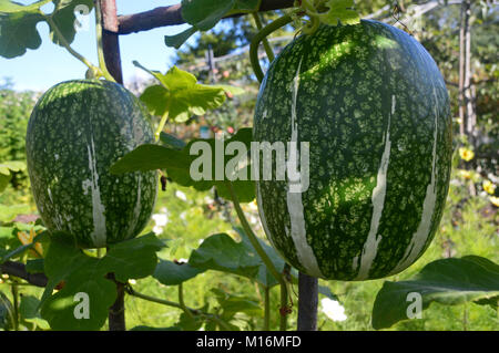 Foglia di Fico Zucca (Cucurbita Ficifolia) crescente in un Orto a RHS Garden Harlow Carr, Harrogate, Yorkshire. Inghilterra, Regno Unito Foto Stock