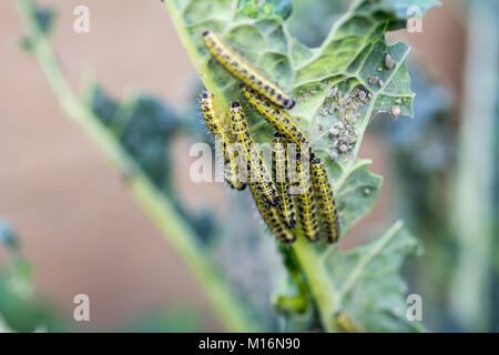 Le larve di caterpillar del cavolo bianco a farfalla per mangiare le foglie di cavolo nero Foto Stock