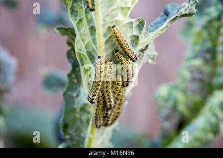 Le larve di caterpillar del cavolo bianco a farfalla per mangiare le foglie di cavolo nero Foto Stock