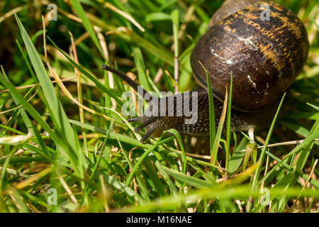 Un giardino comune lumaca (Cornu aspersum) viaggia attraverso le palette di erba Foto Stock