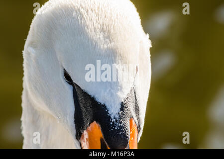 Alta ritratto dettagliato del bellissimo cigno. Il lago sul fondo liscio. Close-up viso. Foto Stock