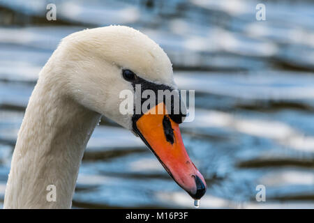 Alta ritratto dettagliato del bellissimo cigno. Il lago sul fondo liscio. Close-up viso. Foto Stock