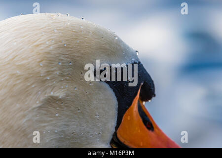 Alta ritratto dettagliato del bellissimo cigno. Il lago sul fondo liscio. Close-up viso. Foto Stock