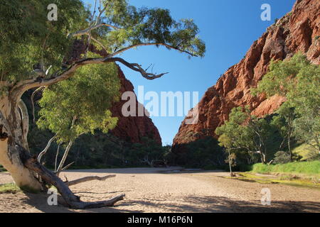 Eucalipto nella parte anteriore dei Simpson Gap, Red Centre, Territorio del Nord, l'Australia Foto Stock