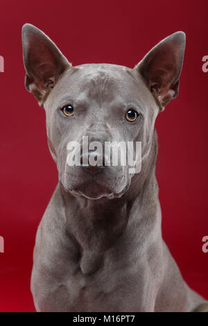 Thai ridgeback dog su sfondo rosso Foto Stock