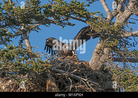 Neonata Eagle testare le sue ali in un nido vicino a Omero, Alaska Foto Stock