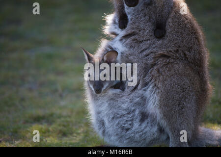 Bennets wallaby con joey guardando al di fuori della sacca che mostra close up di joey in narawnapatu parco nazionale Tasmania Foto Stock