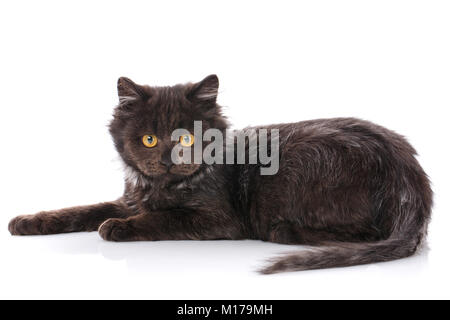 Gatto nero. Cat dalla strada. amico. pet. Un vero amico. Gattino. cute kitty. Kitty senza razza Foto Stock