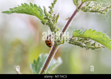 Coccinella sul gambo di pianta. Chiudere fino in frame con fuori fuoco sfondo Foto Stock