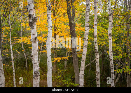 Libro bianco Betulla tronchi di alberi con foglie di autunno modifica dei colori Foto Stock