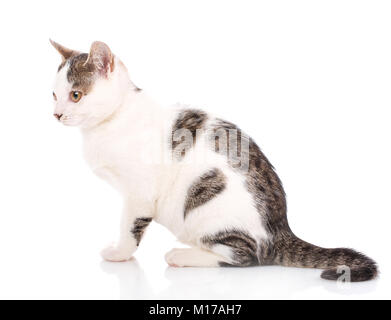 Striscia di colore grigio e bianco gatto isolato su bianco Foto Stock