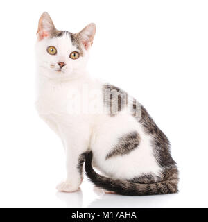 Striscia di colore grigio e bianco gatto isolato su bianco Foto Stock