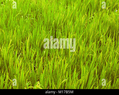 Verde campo di riso crescente sotto il sole. Il risone. Prodotto agricolo dall'Asia. Esso mostra dettagli, texture e pattern. Spazio vuoto per il testo. Foto Stock