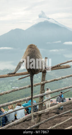 Scimmia macaco insieme con tourist osservando eruzione del Monte Agung volcano mentre seduto alla sommità del mt. Vulcano Batur Bali, Indonesia Foto Stock