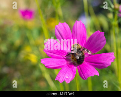 Rosa Cosmo fiore con Bumble Bee presso il wave hill garden Foto Stock