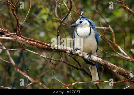 Bianco-throated Magpie Jay (Calocitta formosa) seduto su un ramo in Arenal Volcano National Park nel nord della Costa Rica. Foto Stock