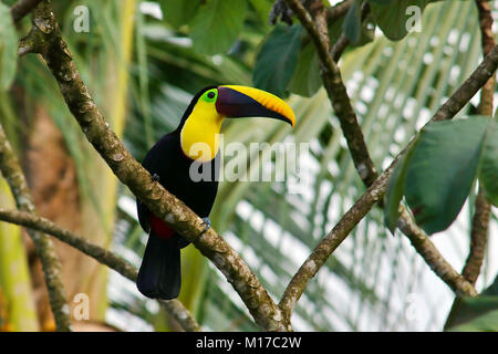 Castagni selvatici-mandibled Toucan (Ramphastos swainsoni) seduto su un ramo a Drake Bay, sulla penisola di Osa in Costa Rica Foto Stock