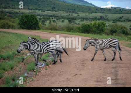 Zebre Masai Mara Kenya Africa Foto Stock