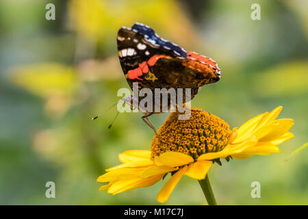 Red Admiral Butterfly su false il girasole Foto Stock