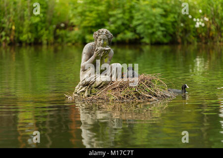 Eurasian coot sul bellissimo nido Foto Stock