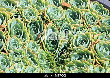 Chiudere l immagine di Echeveria glauca o noto come Aeonium o noto come verde succulente Rose Foto Stock