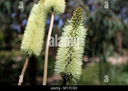 Close up Xanthorrhoea macronema o noto come scovolino da bottiglia erba fiori ad albero Foto Stock