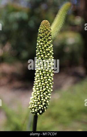 Close up Xanthorrhoea macronema o noto come scovolino da bottiglia erba fiori ad albero Foto Stock