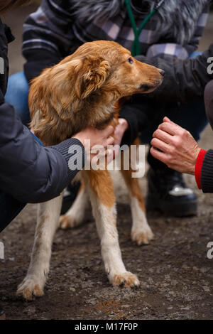 Una femmina di veterinario aiuta un cane randagio. La guida per i senzatetto animali. Sfortunato gli animali hanno bisogno di aiuto. Foto Stock