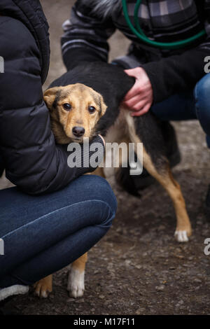 Una femmina di veterinario aiuta un cane randagio. La guida per i senzatetto animali. Sfortunato gli animali hanno bisogno di aiuto. Foto Stock