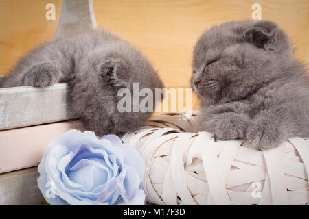 Dormire gattini scozzese. Home, la calma e il concetto di amore - due Scottish Fold gatti addormentarsi. Bella casa decorata per gattini. Foto Stock